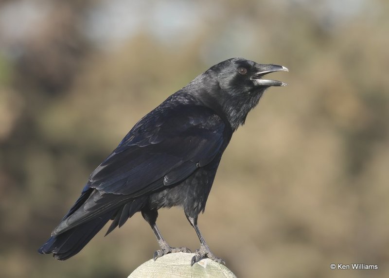 American Crow, Hefner Lake, OK, 11-30-20, Jps_64847.jpg