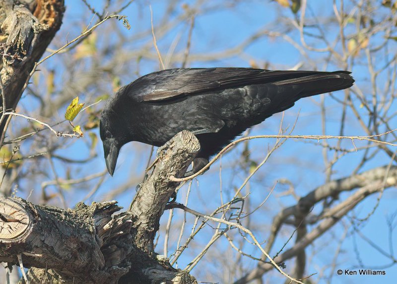 American Crow, Hefner Lake, OK, 11-30-20, Jps_64868.jpg