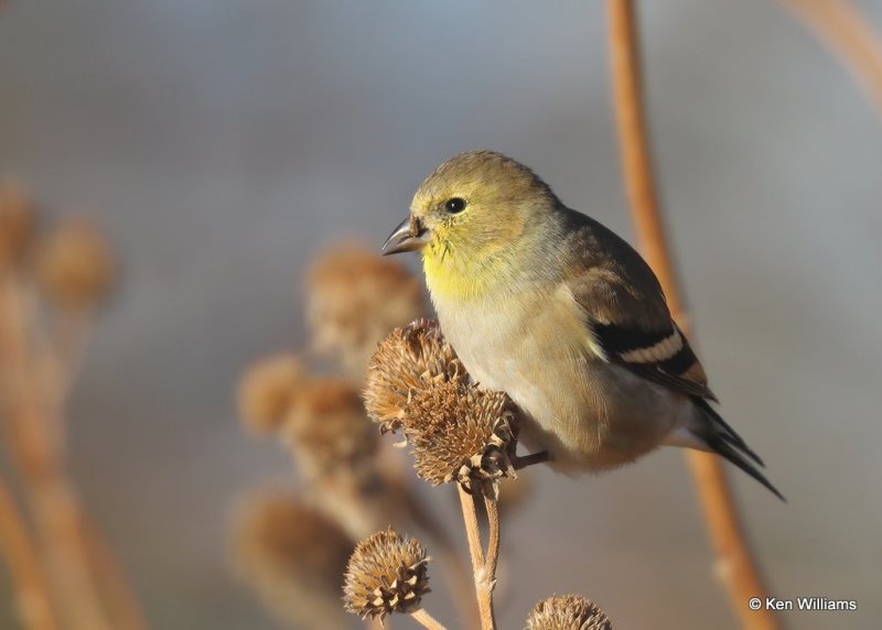 American Goldfinch, Hefner Lake, OK, 11-30-20, Jps_64923.jpg