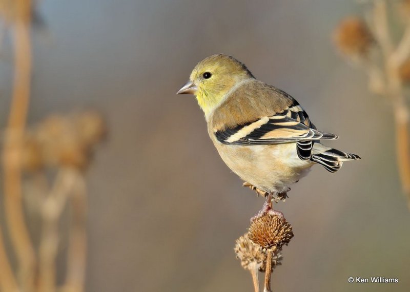 American Goldfinch, Hefner Lake, OK, 11-30-20, Jps_64932.jpg