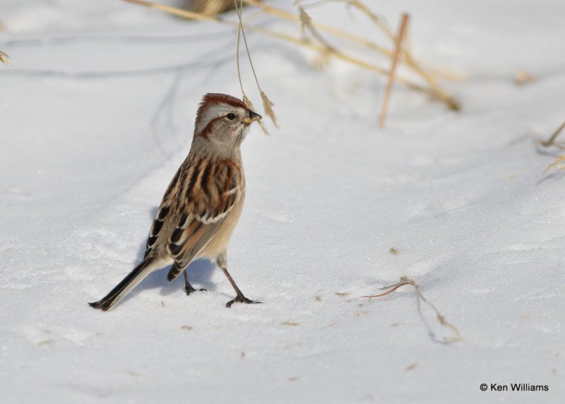 American Tree Sparrow, Woodward Co, OK, 12-5-20, Jps_65905.jpg