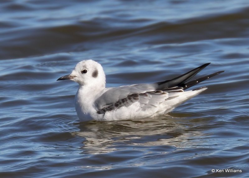 Bonaparte's Gull first cycle, Hefner Lake, OK, 11-30-20, Jps_65134.jpg