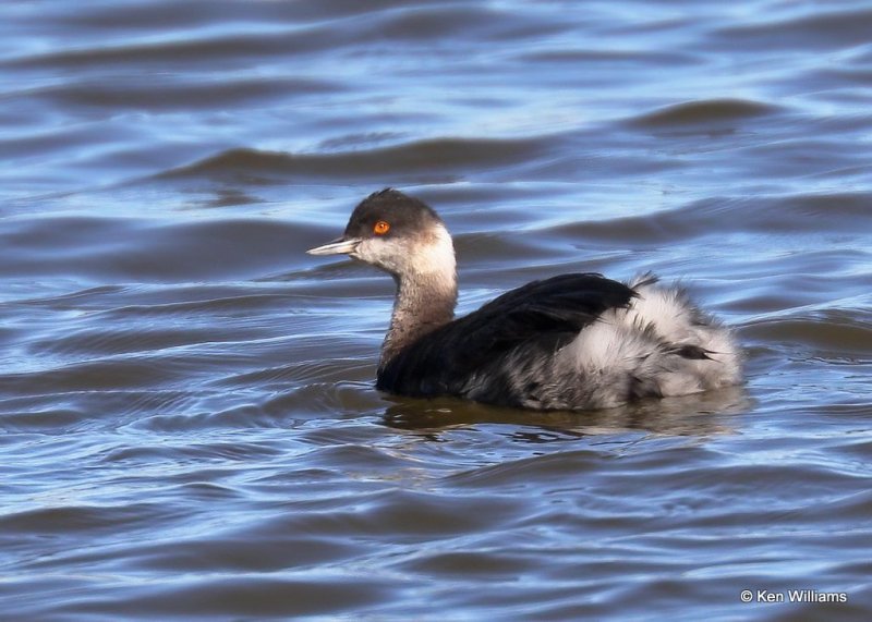 Eared Grebe, Hefner Lake, OK, 11-30-20, Jps_65135.jpg