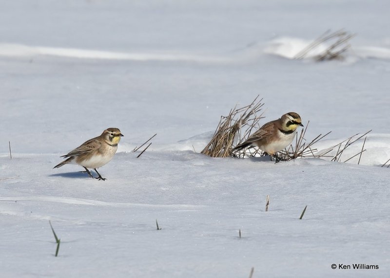 Horned Larks, Harper Co, OK, 12-5-20, Jps_66091.jpg