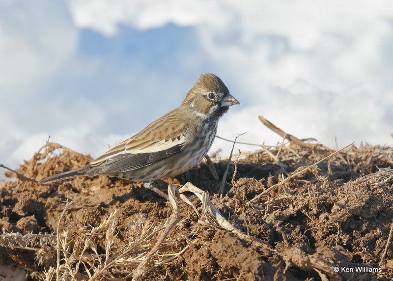 Lark Bunting nonbreeding male, Woodward Co, OK, 12-5-20, Jps_65971.jpg