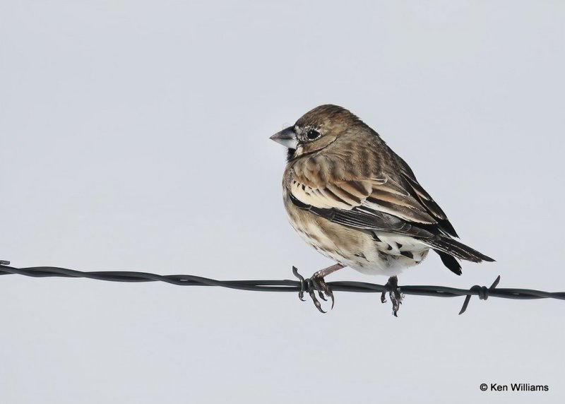 Lark Bunting nonbreeding male, Woodward Co, OK, 12-5-20, Jps_65996.jpg