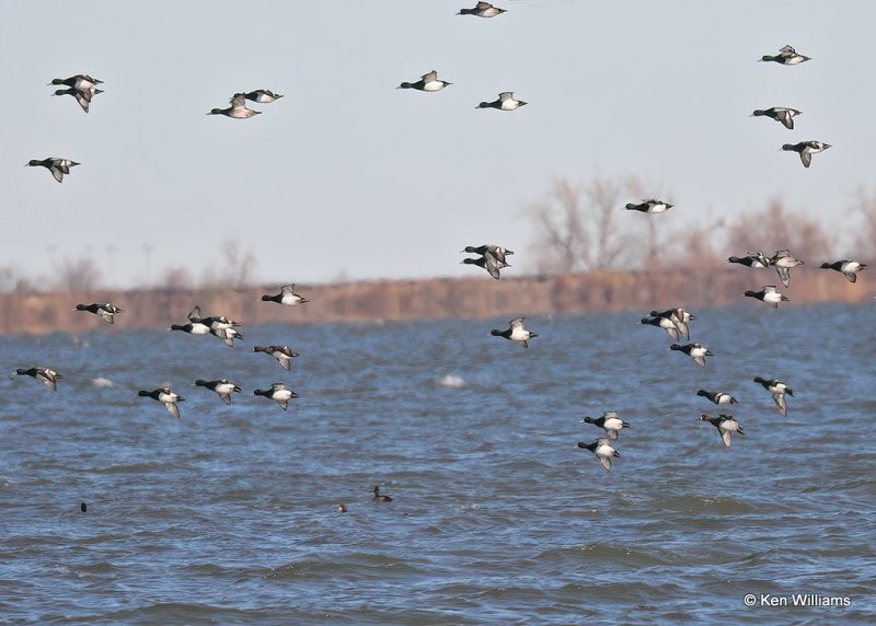 Lesser Scaup, Hefner Lake, OK, 11-30-20, Jps_65104.jpg