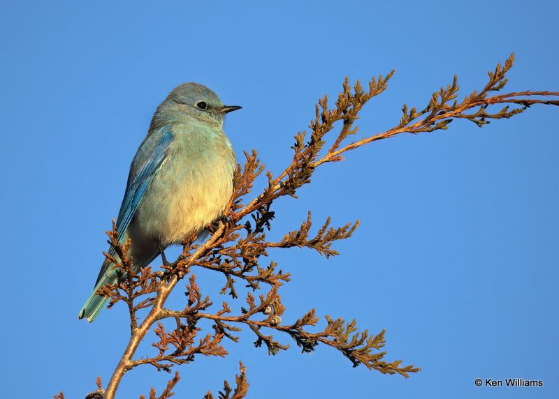 Mountian Bluebird male, Sooner Lake, Ok, 12-7-20, Jps_66185.jpg