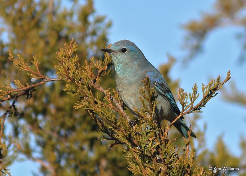 Mountian Bluebird male, Sooner Lake, Ok, 12-7-20, Jps_66230.jpg