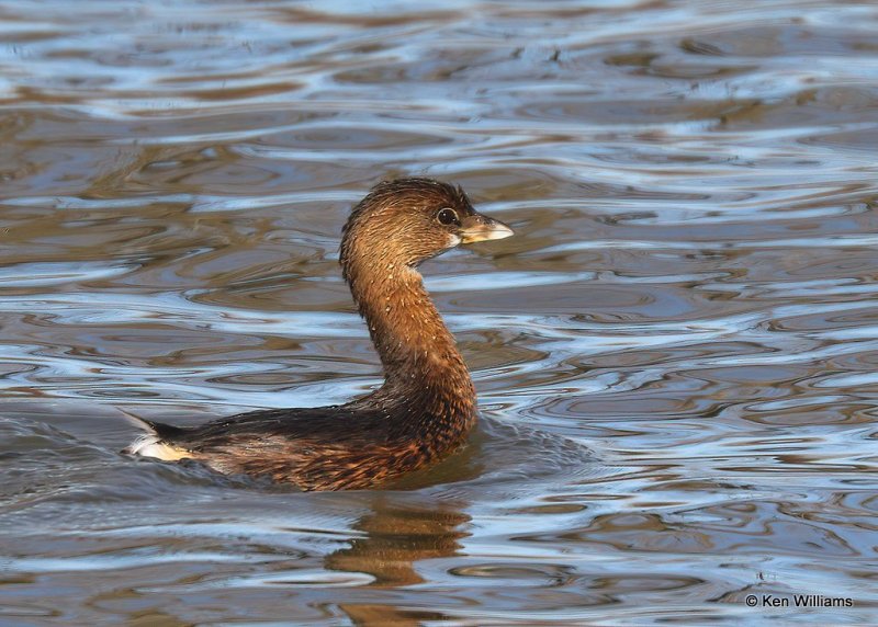 Pied-billed Grebe, Hefner Lake, OK, 11-30-20, Jps_65126.jpg