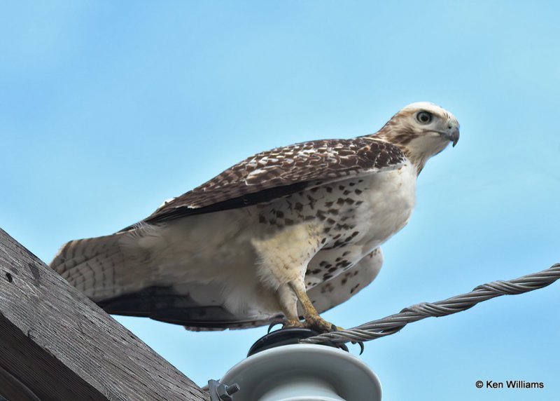 Red-tailed Hawk, Krider's, Osage Co, OK, 12-1-20, Jps_65375.jpg