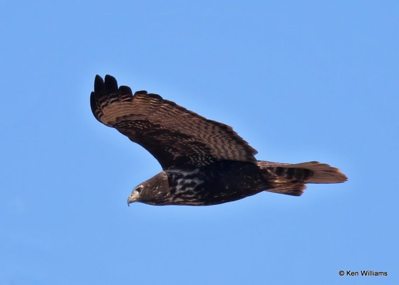 Red-tailed Hawk, Harlan's, Sooner Lake, Ok, 12-7-20, Jps_66283.jpg