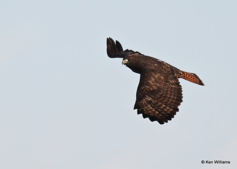Red-tailed Hawk, Western Dark morph,  Alfalfa Co, OK, 12-5-20, Jps_66116.jpg