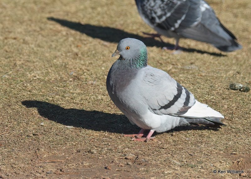 Rock Pigeon, Hefner Lake, OK, 11-30-20, Jpa_65245.jpg