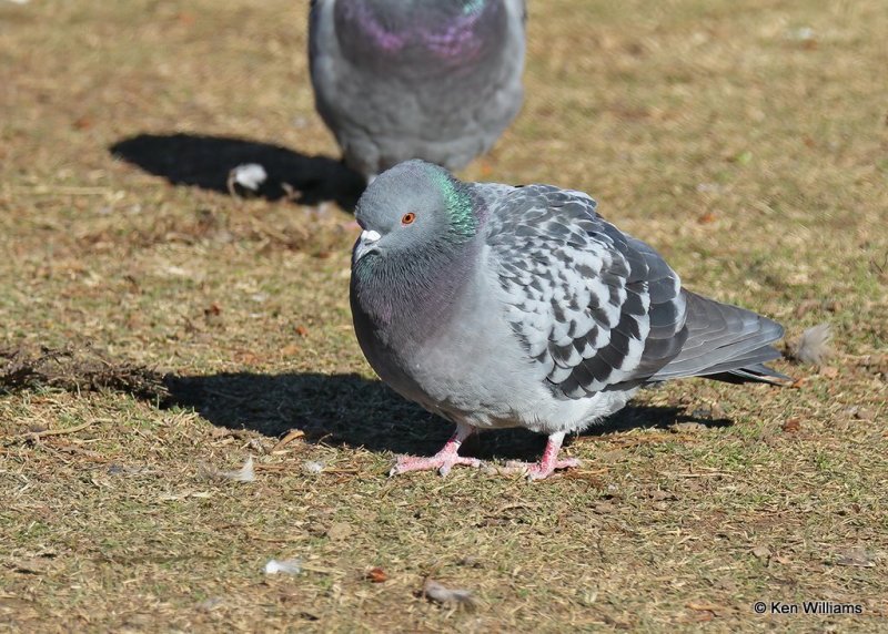 Rock Pigeon, Hefner Lake, OK, 11-30-20, Jpa_65246.jpg