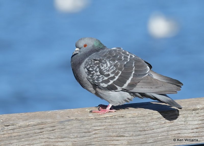 Rock Pigeon, Hefner Lake, OK, 11-30-20, Jpa_65255.jpg