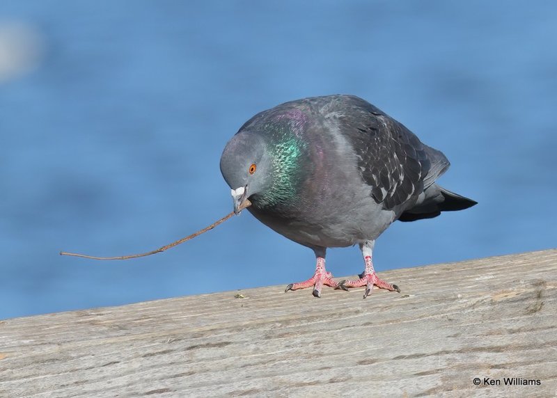 Rock Pigeon, Hefner Lake, OK, 11-30-20, Jpa_65256.jpg