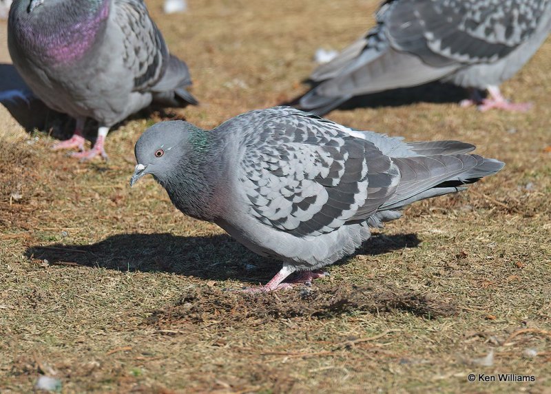 Rock Pigeon, Hefner Lake, OK, 11-30-20, Jpa_65262.jpg