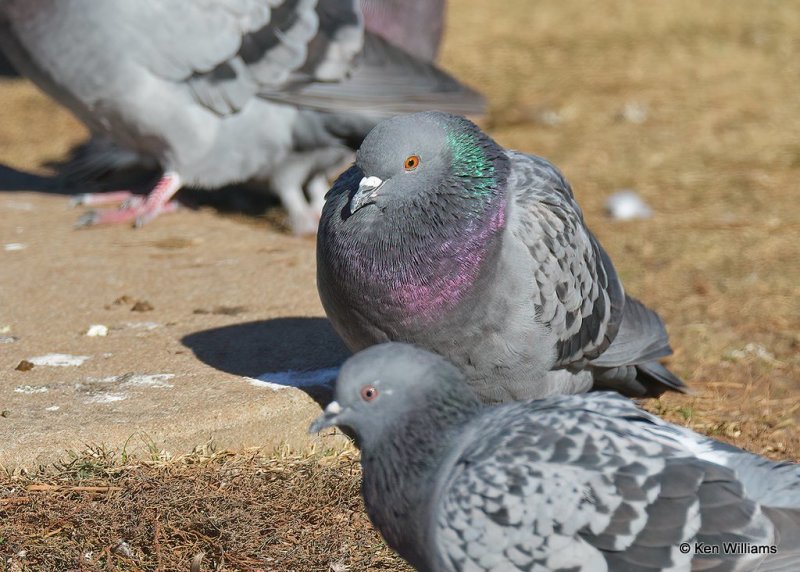 Rock Pigeon, Hefner Lake, OK, 11-30-20, Jpa_65263.jpg