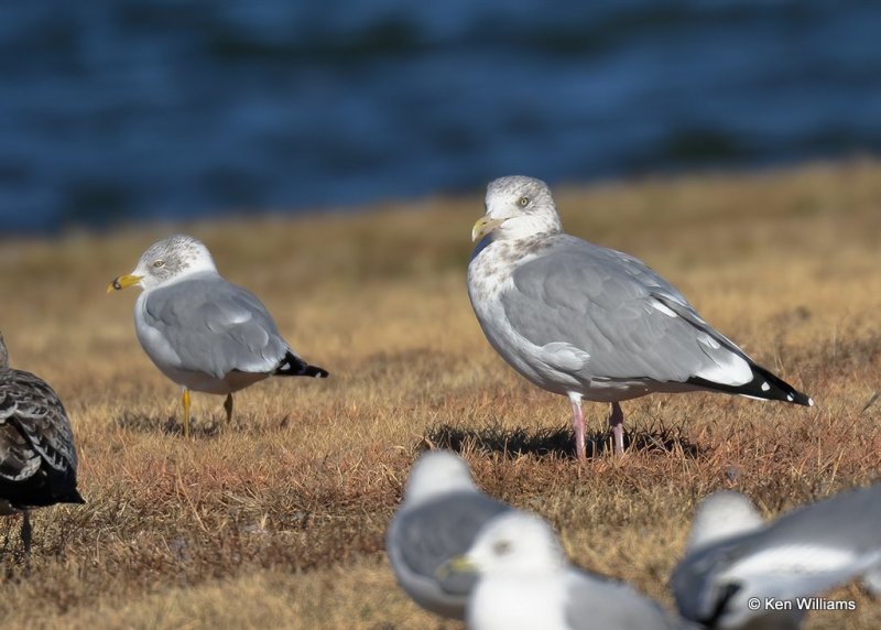 Herring Gull right & Ring-billed Gull left, Hefner Lake, OK, 11-30-20, Jps_64973.jpg