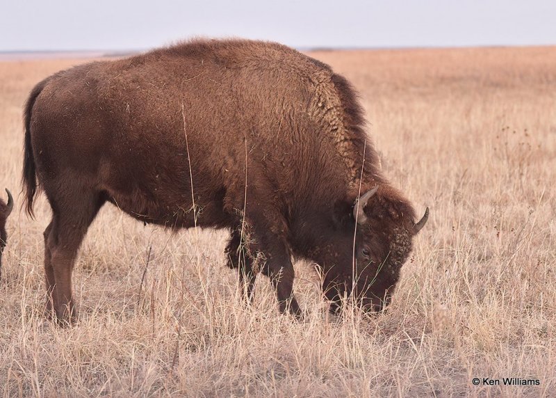American Bison, Osage Co, OK, 12-8-20, Jpa_66688.jpg