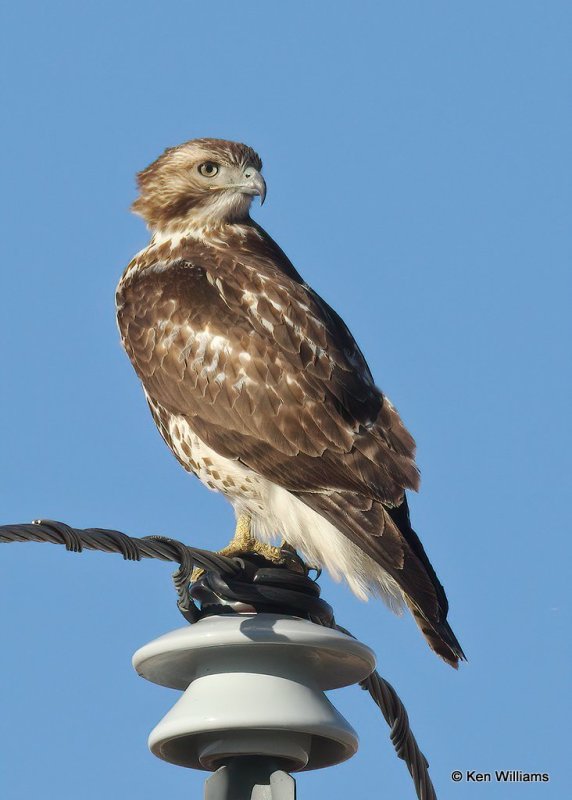 Red-tailed Hawk, Osage Co, OK, 12-8-20, Jpa_66362.jpg