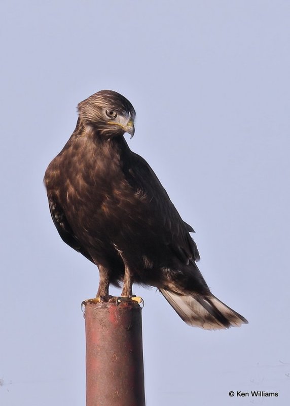 Rough-legged Hawk dark morph, Osage Co, OK, 12-8-20, Jps_66448.jpg