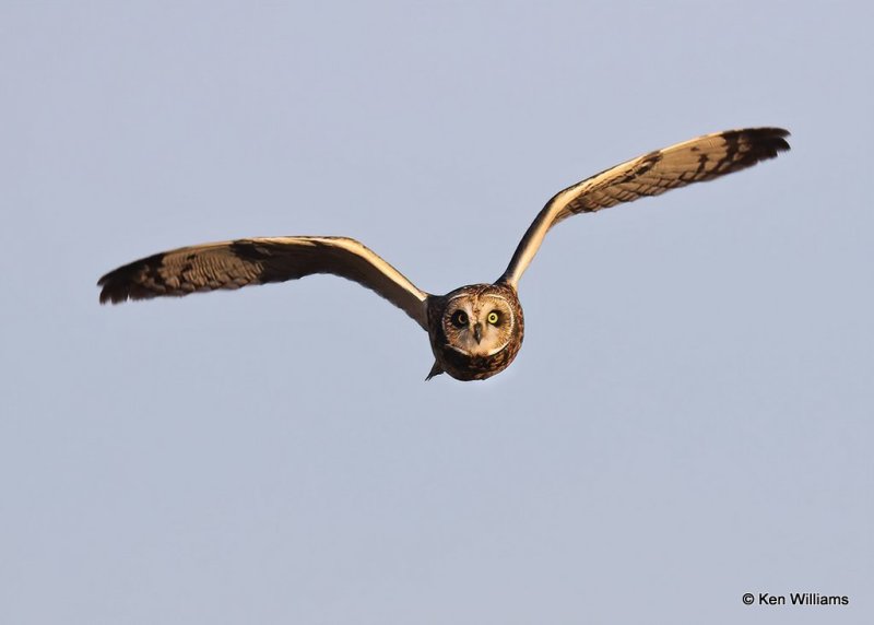 Short-eared Owl, Osage Co, OK, 12-8-20, Jps_66485.jpg