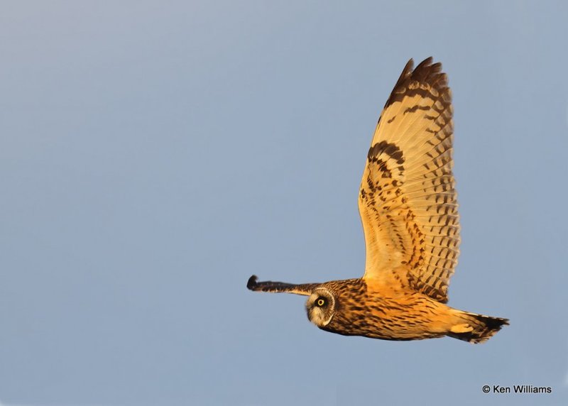 Short-eared Owl, Osage Co, OK, 12-8-20, Jps_66487.jpg