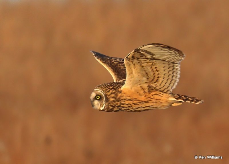 Short-eared Owl, Osage Co, OK, 12-8-20, Jps_66521.jpg