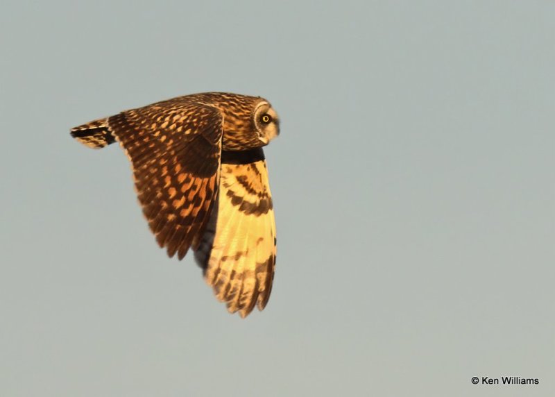 Short-eared Owl, Osage Co, OK, 12-8-20, Jps_66537.jpg