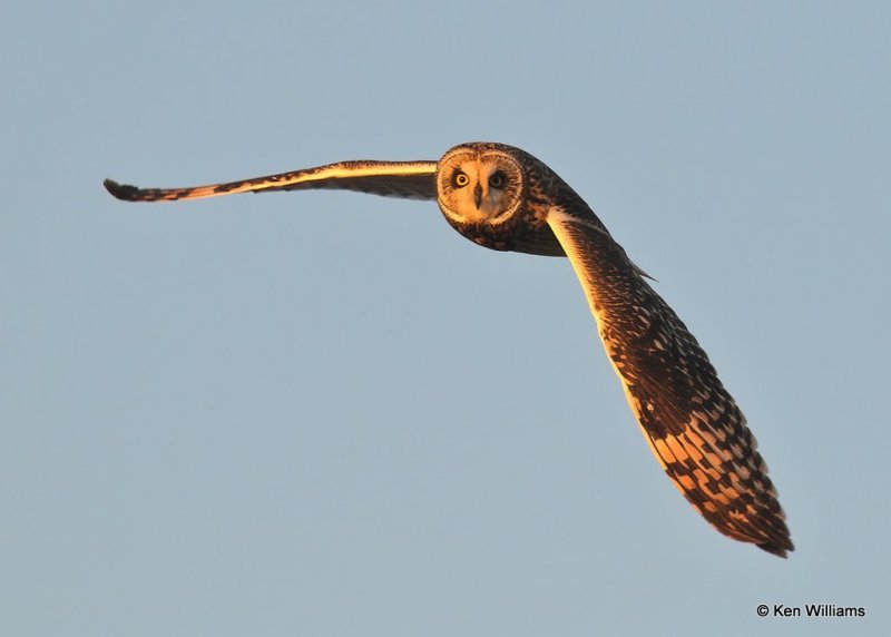 Short-eared Owl, Osage Co, OK, 12-8-20, Jps_66602.jpg