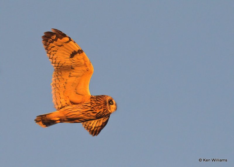 Short-eared Owl, Osage Co, OK, 12-8-20, Jps_66632.jpg