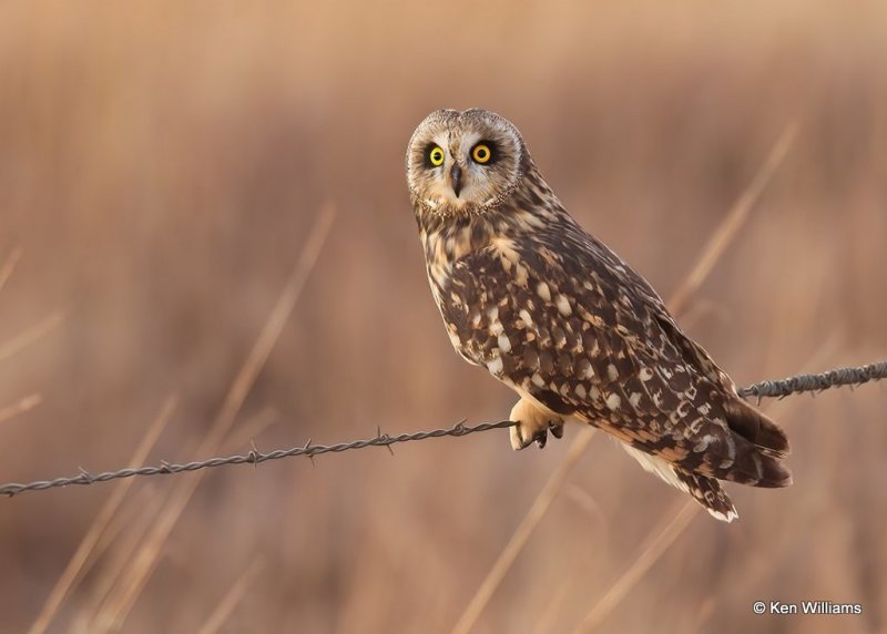 Short-eared Owl, Osage Co, OK, 12-8-20, Jps_66652.jpg
