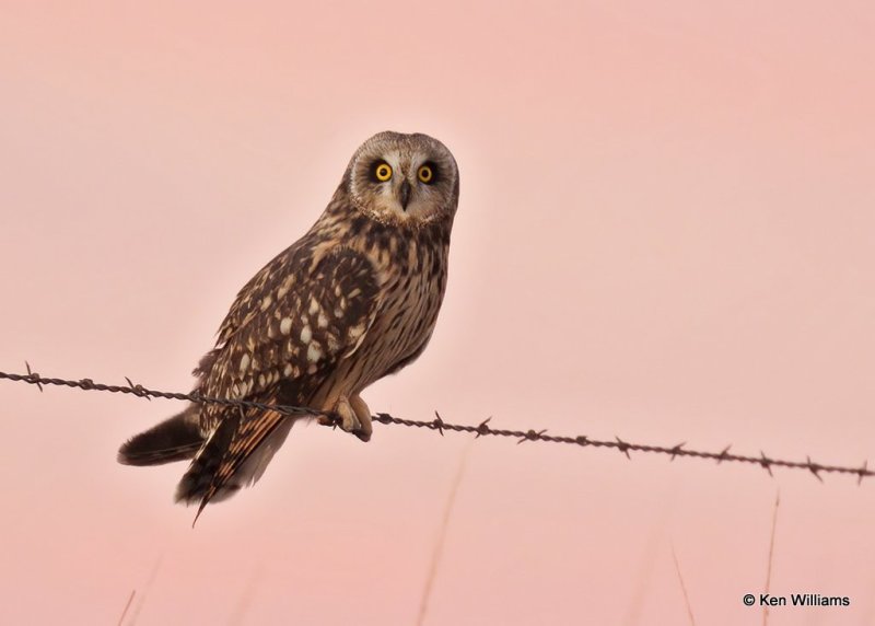 Short-eared Owl, Osage Co, OK, 12-8-20, Jps_66680.jpg
