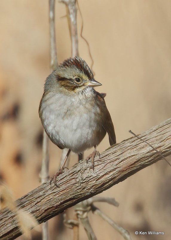 Swamp Sparrow, Nowata Co, OK, 12-9-20, Jpa_66702.jpg