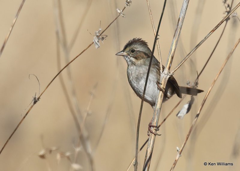 Swamp Sparrow, Nowata Co, OK, 12-9-20, Jpa_66738.jpg