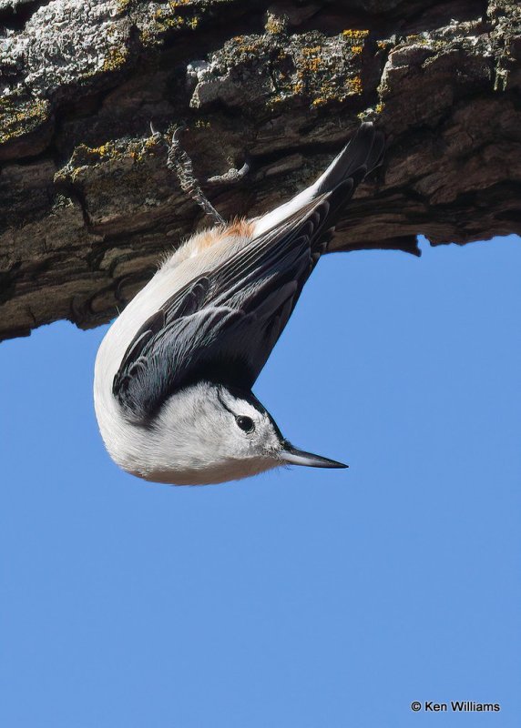 White-breasted Nuthatch, Nowata Co, OK, 12-9-20, Jpa_66753.jpg