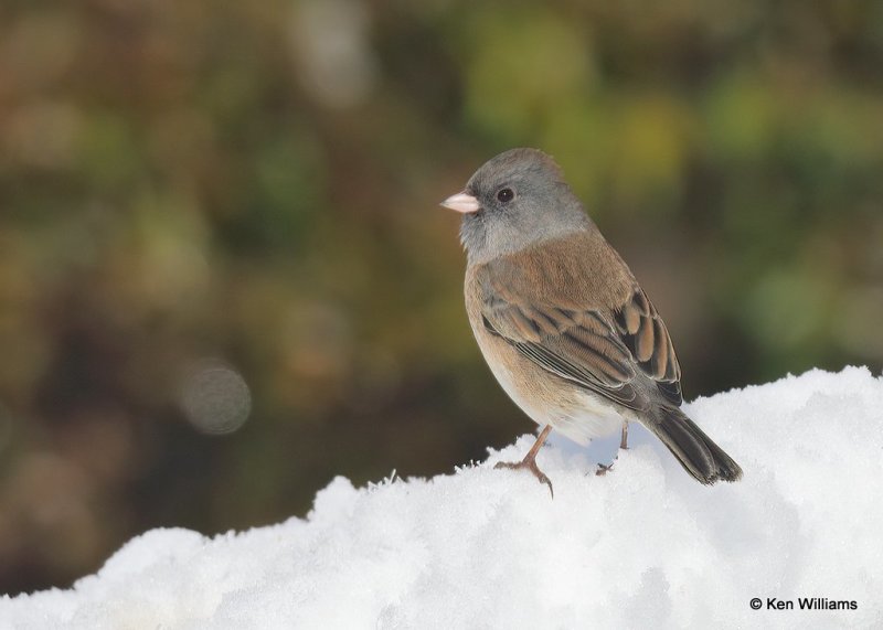 Dark-eyed Junco, Slate-colored, Rogers Co yard, OK, 12-14-20, Jpa_67192.jpg