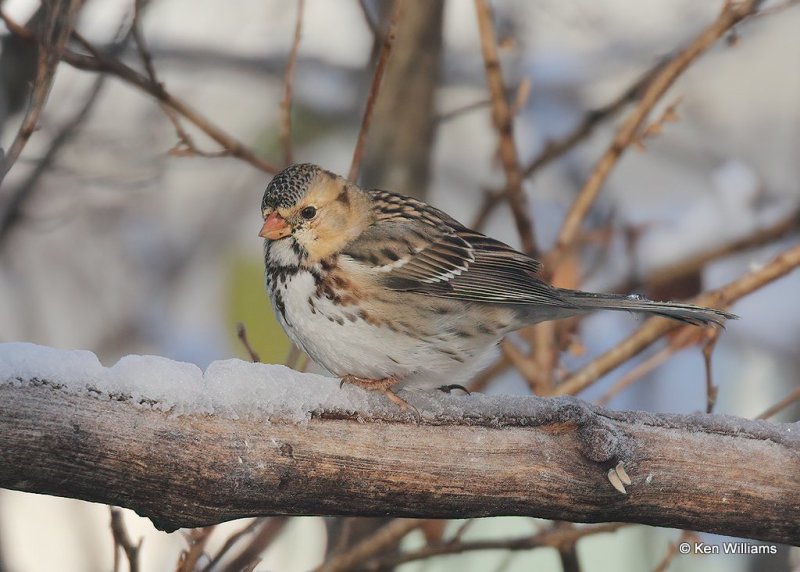 Harris's Sparrow 1st winter, Rogers Co, OK, 12-14-20, Jpa_66846.jpg