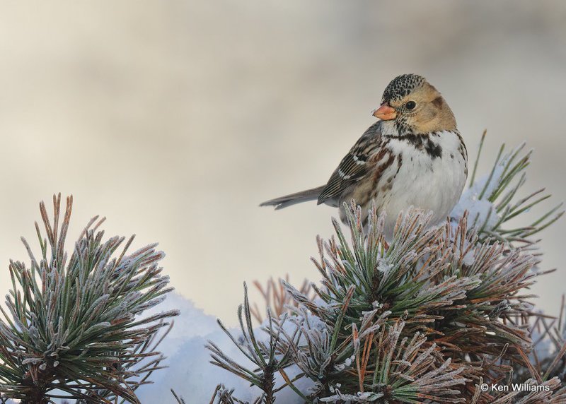 Harris's Sparrow 1st winter, Rogers Co, OK, 12-14-20, Jpa_66848.jpg