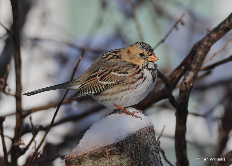 Harris's Sparrow 1st winter, Rogers Co, OK, 12-14-20, Jpa_66918.jpg