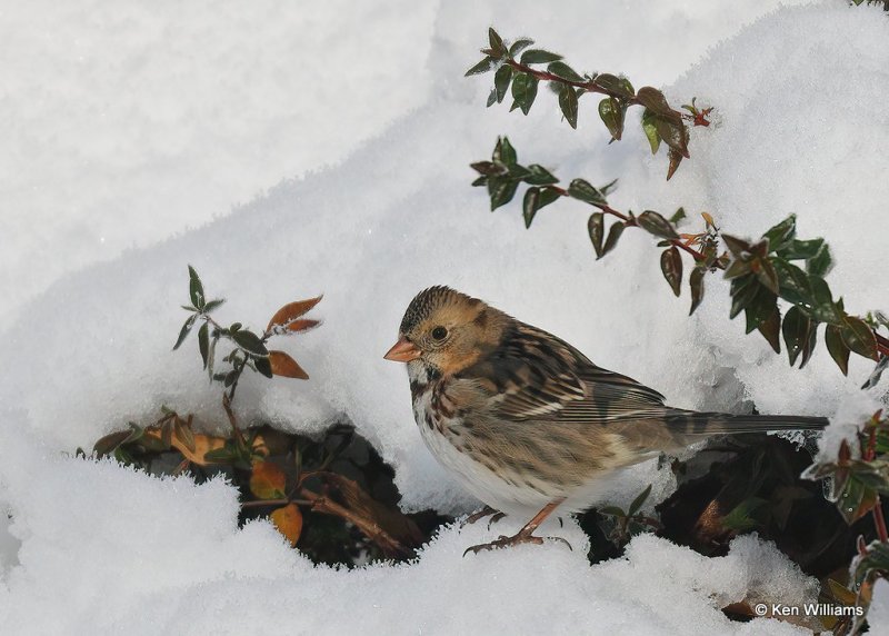 Harris's Sparrow 1st winter, Rogers Co, OK, 12-14-20, Jpa_66956.jpg