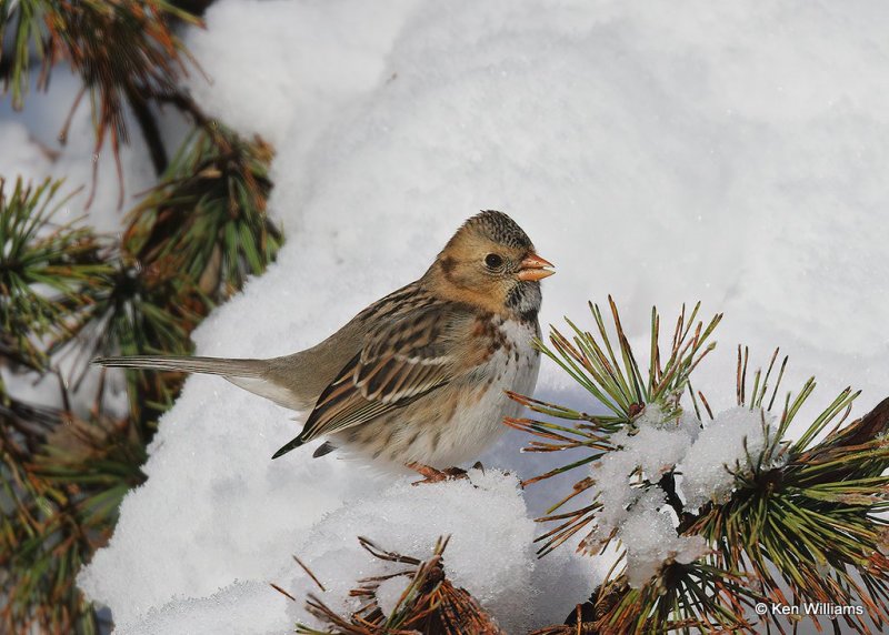 Harris's Sparrow 1st winter, Rogers Co, OK, 12-14-20, Jpa_67069.jpg