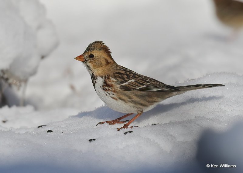 Harris's Sparrow 1st winter, Rogers Co, OK, 12-14-20, Jpa_67119.jpg
