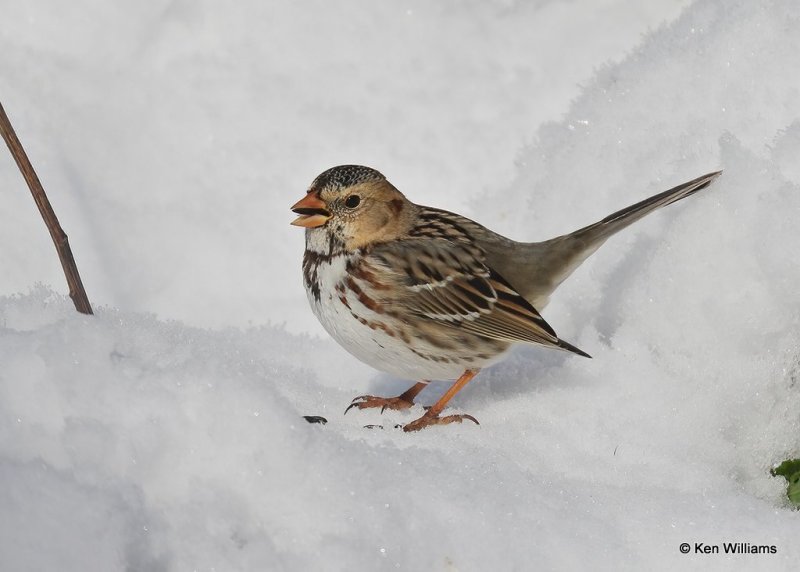 Harris's Sparrow 1st winter, Rogers Co, OK, 12-14-20, Jpa_67157.jpg