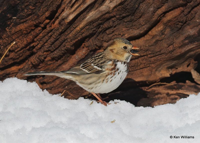 Harris's Sparrow 1st winter, Rogers Co, OK, 12-14-20, Jpa_67178.jpg