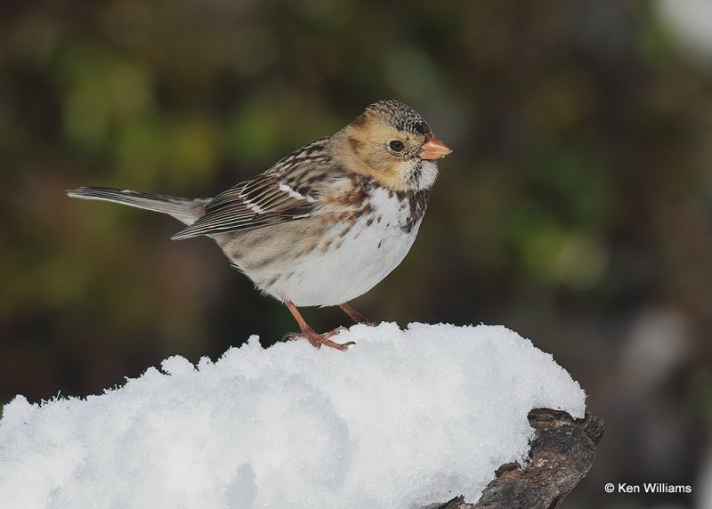 Harris's Sparrow 1st winter, Rogers Co, OK, 12-14-20, Jpa_67224.jpg