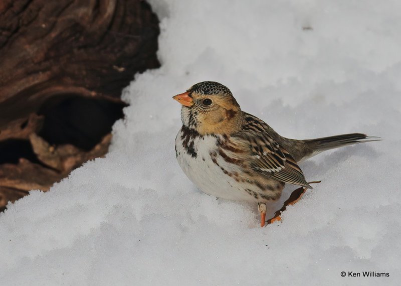 Harris's Sparrow 1st winter, Rogers Co, OK, 12-14-20, Jpa_67335.jpg