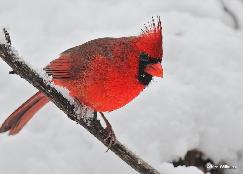Northern Cardinal male, Rogers Co, OK, 12-13-20, Jpa_66789.jpg